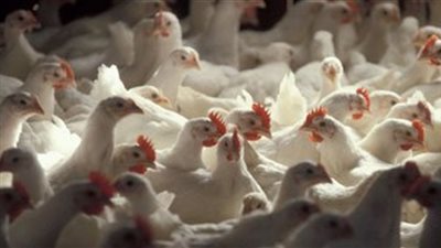توقعات بارتفاع أسعار الدواجن بسبب توقف الاستيراد من البرازيل