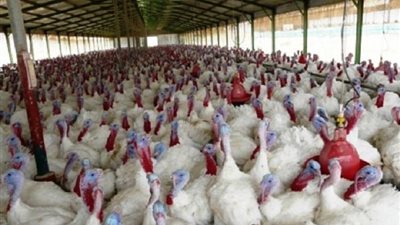 تربية الديوك الرومي.. طعام لموائد الأقباط ومشروع للمسلمين «تقرير»