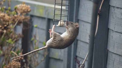 محاولات فأر جريء لسرقة طعام الطيور (صور)