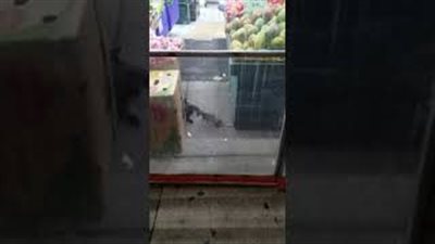 شجار بين قط وفأر ينتهي بمفاجأة (فيديو)