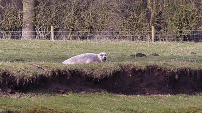 كلب بحر يسير ٥٠ ميلا على اليابسة (صور)