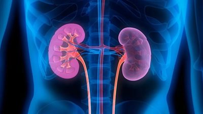 استشاري يحدد 8 طرق لحماية الكلى من الإصابة بالأمراض