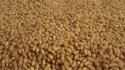 مسئول تمويني: تجاوز نسبة فطر الإرجوت العالمية في القمح ضار بالصحة