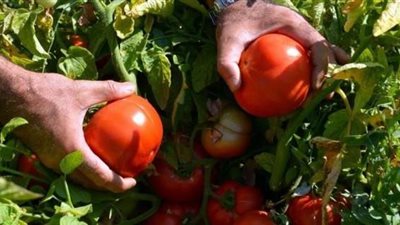 فواتير الفلاحين.. كلمة السر في كشف المسئول عن فيروس الطماطم