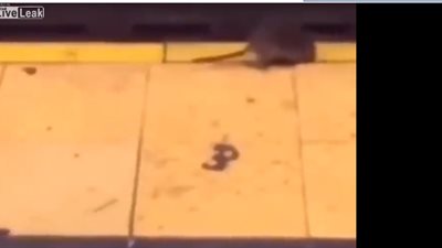 راكب ينتقم من فأر دخل المترو بوضعه على شريط القطار (فيديو)