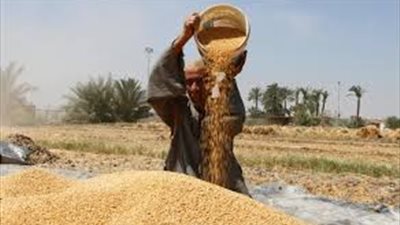 «البطران»: فتح الشون الترابية يهدر 10% من إنتاج القمح