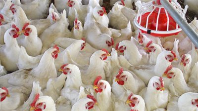 ٣٠٪ نسبة النافق في قطيع الدواجن بسبب فيروس «أي بي»