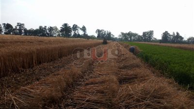 «زراعة الغربية»: حصاد 11 ألف فدان قمح (صور)