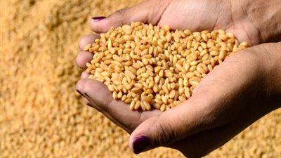 «سموم فيها شفاء للناس».. «الإرجوت» يدخل في صناعة 3 عقاقير طبية.. استخدام «الحشيش» لعلاج السرطان.. «القنب الهندي» يساهم في شفاء آلاف الأطفال من الصرع المزمن.. و&