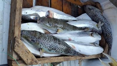 نيابة فارسكور تباشر التحقيق مع صاحب محل يبيع أسماك سامة