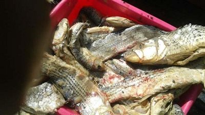 ضبط طن فسيخ مجهول المصدر بالأزبكية