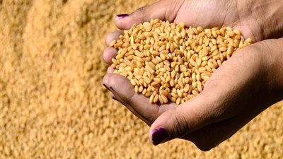 مفاجأة.. الحكومة تخالف قرار النيابة وتسمح بدخول «الإرجوت» مصر