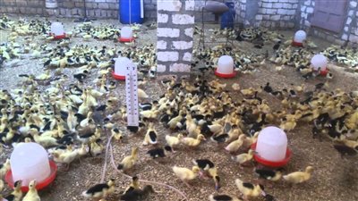 أسعار البط المسكوفى والمولر في المزارع