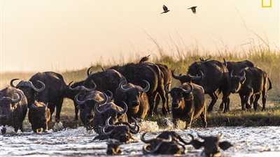 أفضل الصور المشاركة في مسابقة «ناشيونال جيوجرافيك»