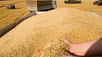 مجلس الوزراء: ٦٠٠ جنيه سعر إردب القمح