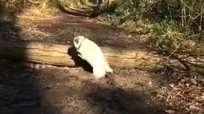 7 ملايين مشاهدة لحماقة كلب حاول تقليد آخر (فيديو)