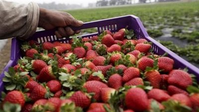 الفراولة تهدد الصادرات الزراعية المصرية.. «تقرير»