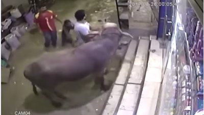 بالفيديو.. لحظة هروب عجل واقتحامه صيدلية في المرج