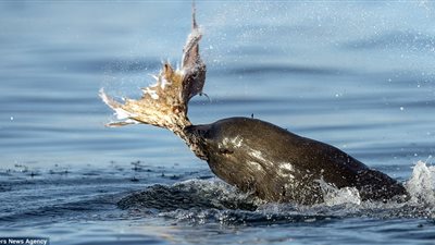 بالصور.. كلب بحر يهاجم أخطبوطا ويقطعه أعلى سطح المياه