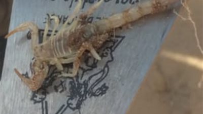 العقارب والثعابين تهدد حياة المرممين والأثريين.. وبدل المخاطر عدة جنيهات