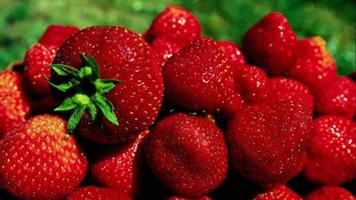 قطر تأخذ إجراءات احترازية بشأن استيراد الفراولة المصرية