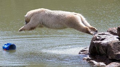 بالصور.. الدب «بيكسل» في أقوى العروض الترفيهية بحديقة حيوان «يوركشاير»