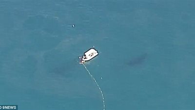 إنقاذ حوت من شباك أسماك القرش في أستراليا (فيديو وصور)