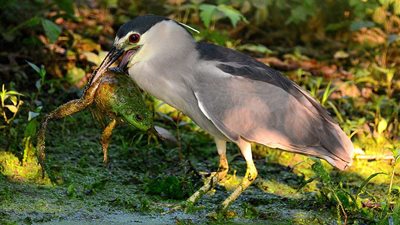 لمدة 20 دقيقة.. طائر يحاول ابتلاع ضفدع ضخم (صور)