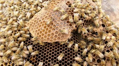 الزراعة تبحث عمل أكواد للنحل المصري للنهوض بمنظومة إنتاج العسل
