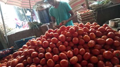 تراجع أسعار الطماطم بأسواق الجملة.. والكيلو يسجل 150 قرشا