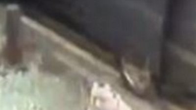 بالفيديو والصور.. رجل يلقى 50 فأرا ميتا بحديقة جيرانه