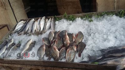 تباين أسعار الأسماك.. والبلطي يسجل 28 جنيهًا بسوق الجملة