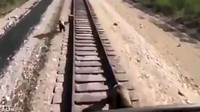 دبة تضحي بحياتها أسفل عجلات قطار لإنقاذ صغارها (فيديو وصور)