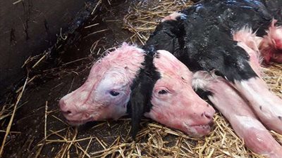 بقرة تضع عجلا برأسين بسبب الأعلاف المعدلة وراثيا (صور)