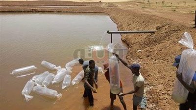 إنشاء أول مزرعة سمكية بالوادي الجديد على مساحة 25 فدانا (صور)
