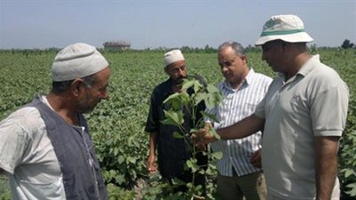 اغتيال «الإرشاد الزراعي».. تقليص الميزانية من 45 مليون جنيه إلى 200 ألف.. 8 ملايين فدان في رقبة 200 مهندس فقط.. السوشيال ميديا البديل الوحيد.. وإحالة الأساتذة للتحقيق يُشعل الأزمة