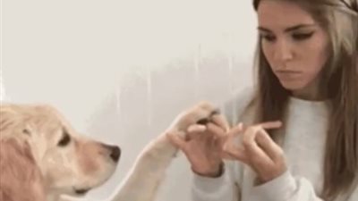 بالفيديو.. رد فعل كلب شاهد صاحبته تقلم أظافرها