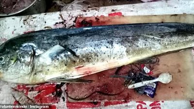 امرأة تستخرج قطع بلاستيك من بطن سمكة (صور)