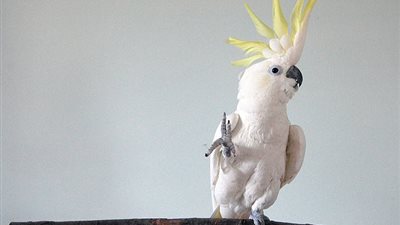 ببغاء يتقن 14 رقصة مختلفة (فيديو وصور)