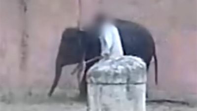 بالفيديو والصور.. حراس يعذبون فيلة أثناء التدريب