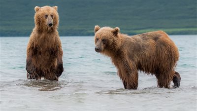 شاهد.. ما فعلته أشبال الدببة خلال صيد أبويها السمك