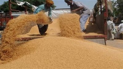 شراء 240 ألف طن قمح روماني وروسي لإنتاج العيش المدعم