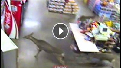 بالفيديو.. لحظة اقتحام ثلاثة غزلان محلا تجاريا