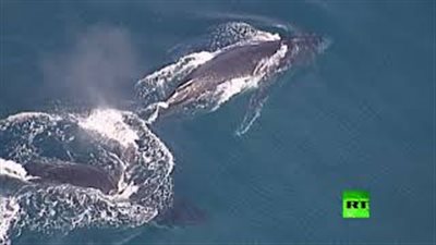 لحظة إنقاذ حوت بعدما احتجز بشبكة لصيد أسماك القرش في أستراليا (فيديو)