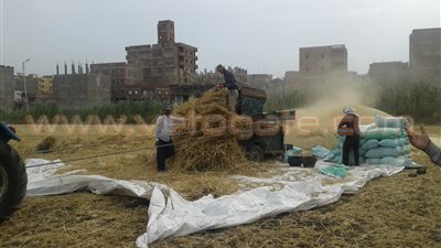 بالفيديو والصور.. استمرار أزمة توريد القمح بكفر الشيخ