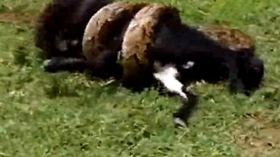 بالفيديو.. مواطن ينقذ «ماعز» من قبضة ثعبان