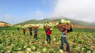 الصين تطور وقودا نظيفا من المخلفات الزراعية