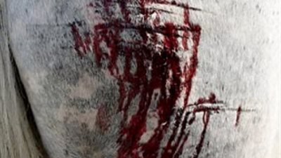 بالصور.. حصان يتعرض لجروح مروعة في حادث تصادم