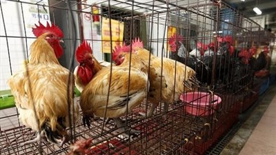 أصحاب محال الدواجن يطالبون بمنع بيع 