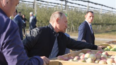 بوتين يعد بتقديم «تفاح ستافروبل» هدية إلى السيسي